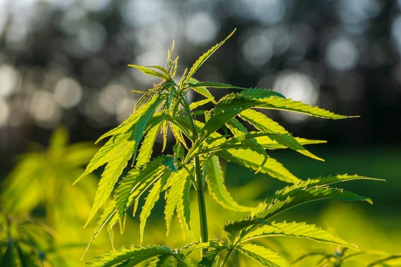 Effect Of Marijuana On Reproductive Health