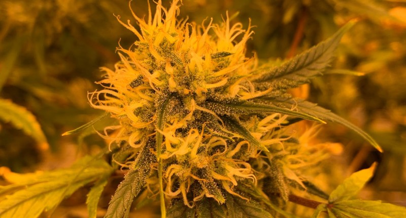 Navigating the Realm of Cannabidiol: Understanding Legality, Benefits, Safety, and Administration